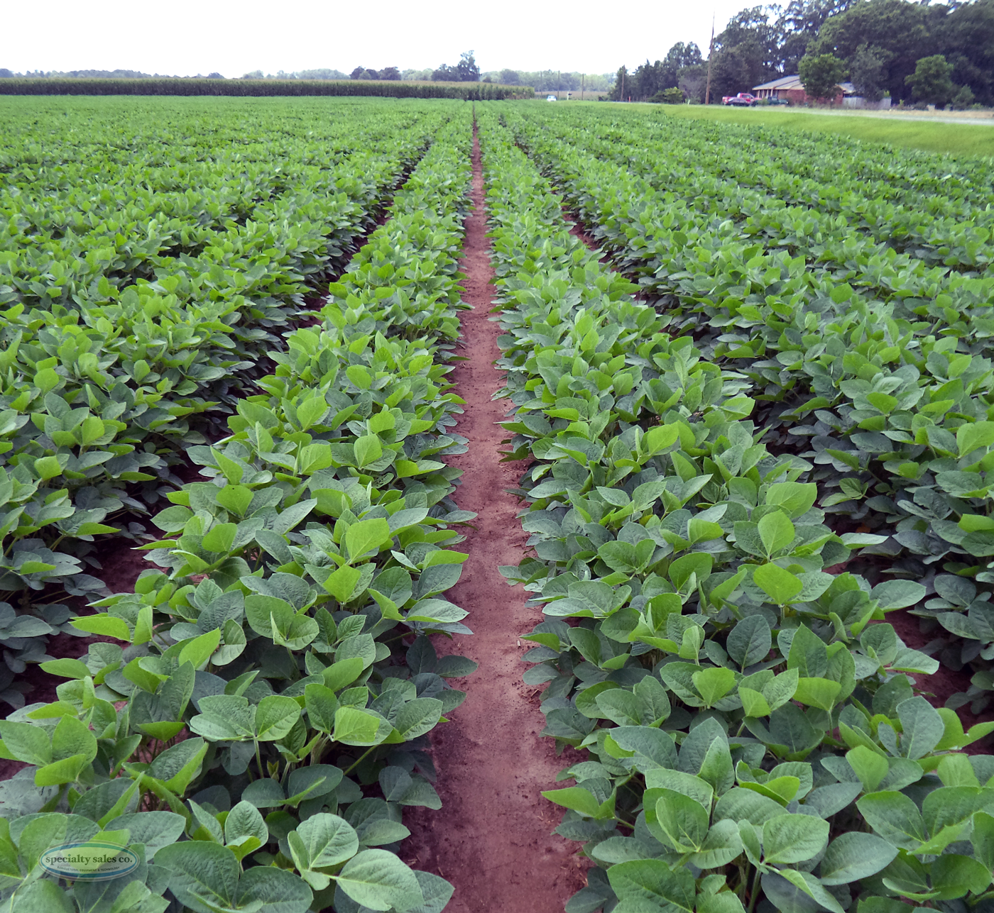 Twin row Monosem crops