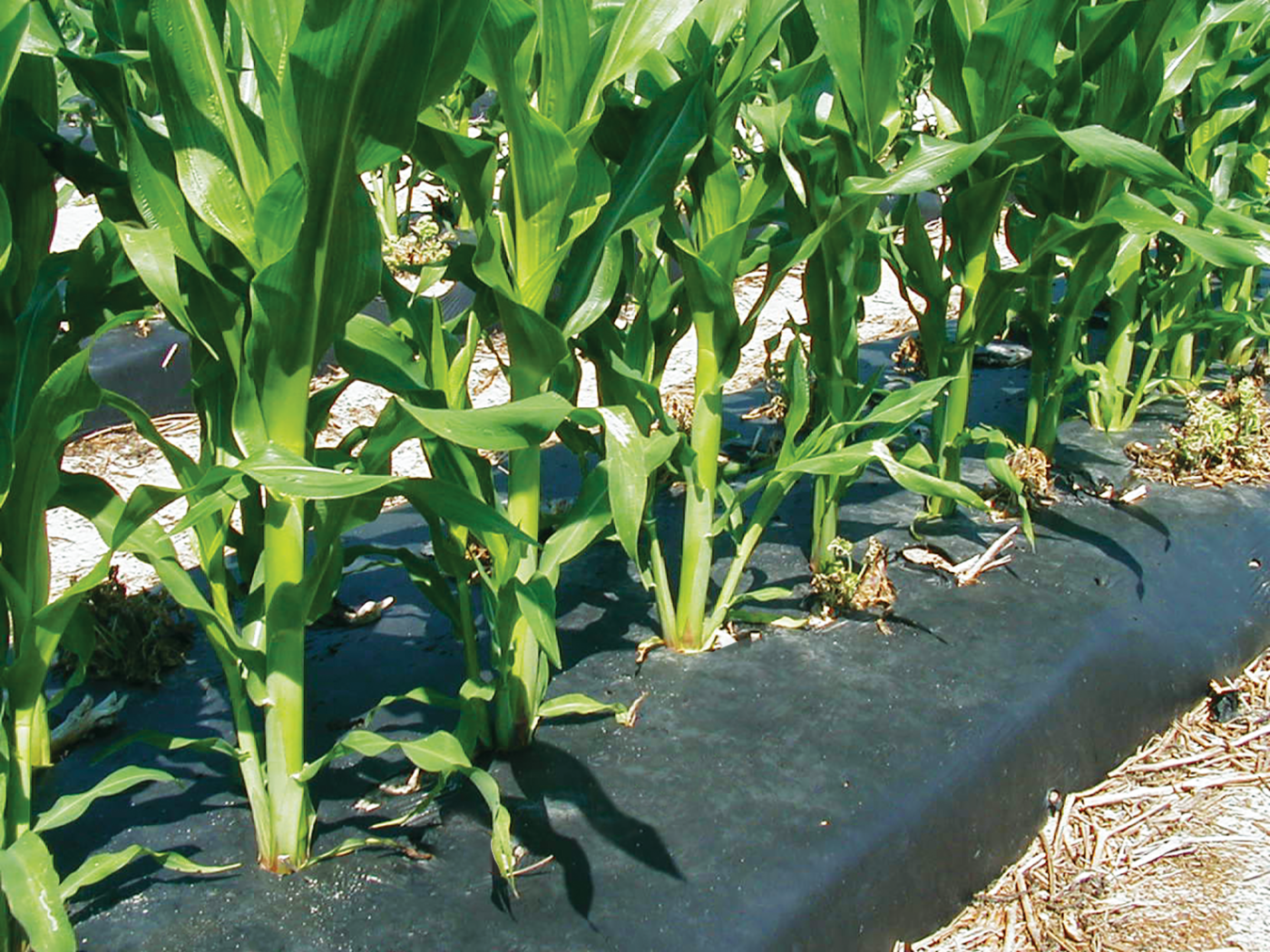 Drum Punch Twin Row Corn