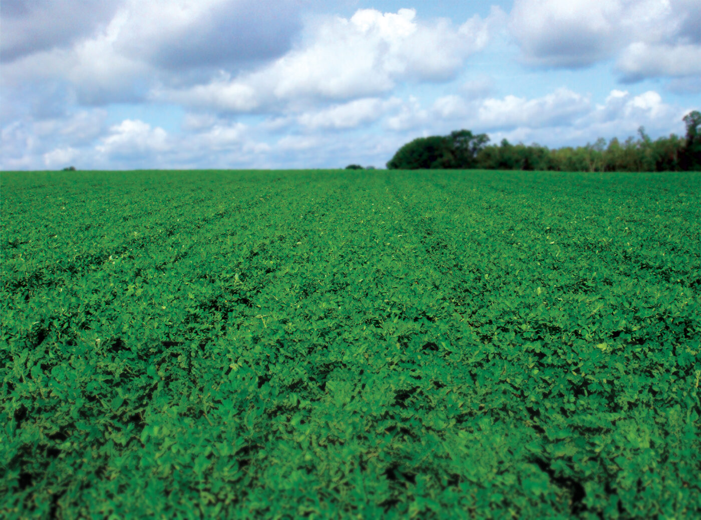 monosem twin row peanuts