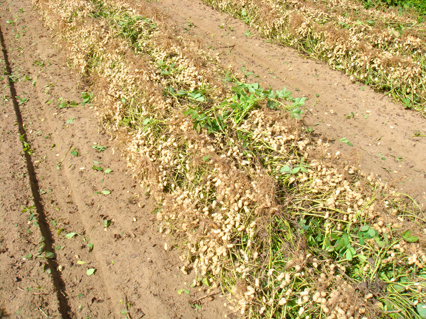 peanut rows