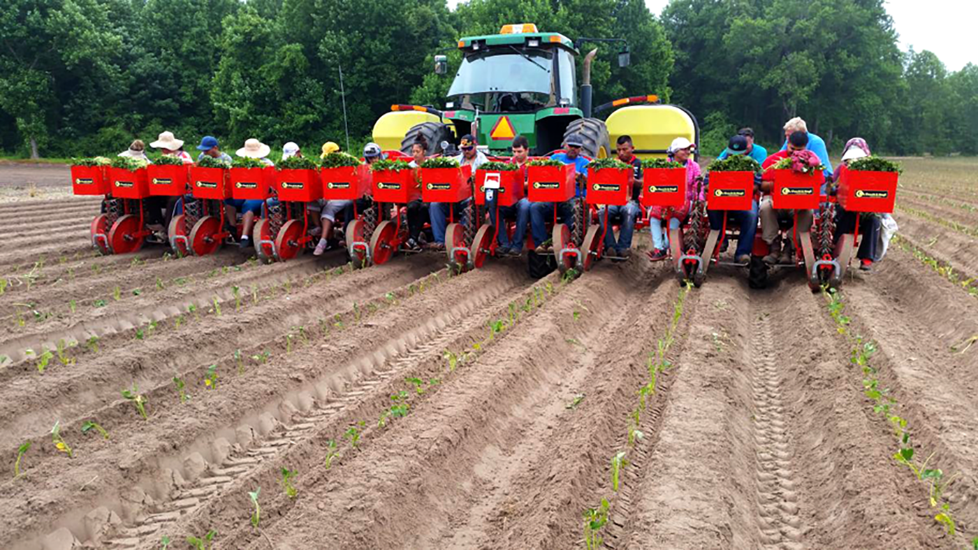 checchimagli foxdrive transplanter machine planting sweetpotatoes